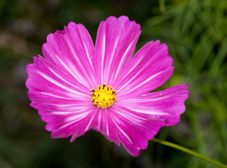 Obraz premium Pink Flower