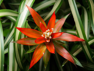red aechmea