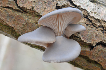 Wild oyster mushroom (Pleurotus ostreatus)