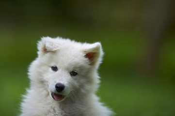 Fototapeta premium Portrait of a samoyed dog puppy