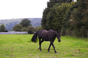 Black horse