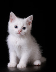 white kitten with blue eyes © adrenalizd