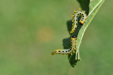 Caterpillars on leaf