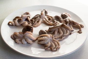 baby octopus