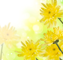 delicate yellow chrysanthemums on a soft background