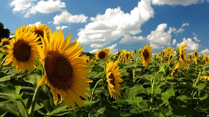 Photo sur Plexiglas Tournesol Close up of vivid sunflowers and blue sky with puffy clouds