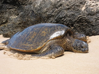 Large adult sea turtle on the North Shore of Hawaii