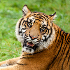Head Shot of Growling Sumatran Tiger