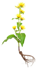 Medicinal plant. Elecampane (Inula helenium)