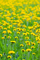 dandelions on green meadow