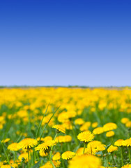 Fototapeta premium dandelions meadow in sunny summer day