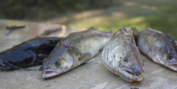 p&ecirc;che de sandre