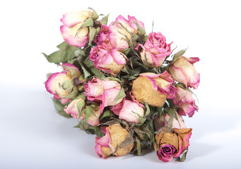 Dry roses over white background
