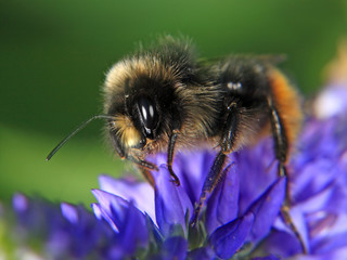 Bee on blue flowers