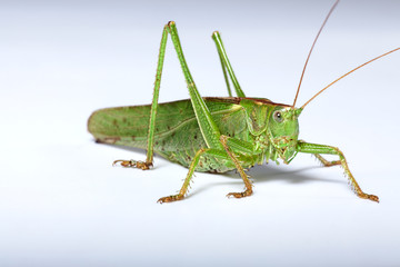 Green grasshopper over white background