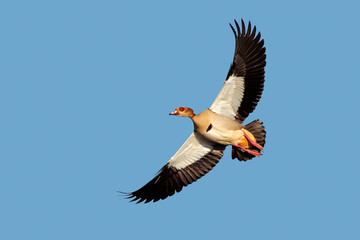 Egyptian goose in flight