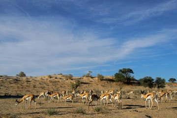 Fototapeta na wymiar Stado Springbok, pustyni Kalahari