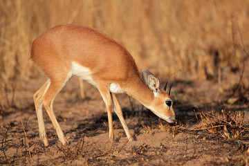 Male steenbok antelope (Raphicerus campestris)