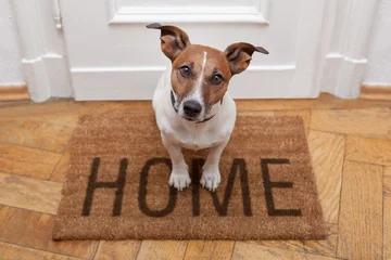 Abwaschbare Fototapete Lustiger Hund Hunde willkommen Hauseingang
