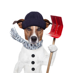 winter dog shovel snow