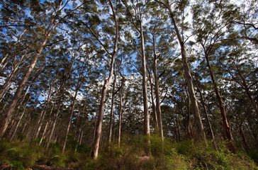foresta di karri, Margaret river, We Australia