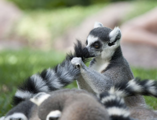lemur tail