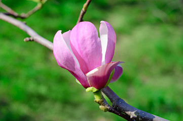 Magnolia flowers