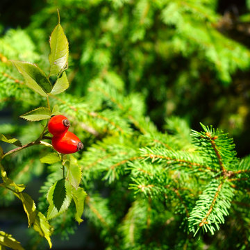 Briar And Fir