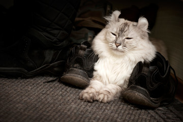 White cat drowsing on the carpet between shoes