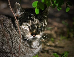 cat in the nature