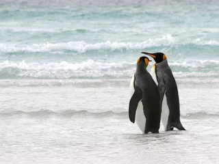 Poster King Penguin Couple take a walk on the beach © lisastrachan