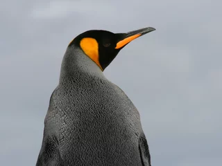 Poster King Penguin from behind profile, Falkland Islands © lisastrachan