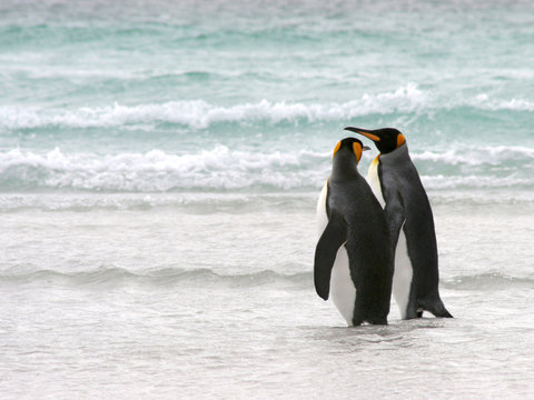 King Penguin Couple take a walk on the beach