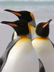 Groupe de trois manchots royaux, îles Falkland