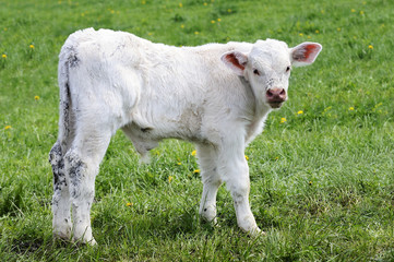 Calf of wild ox