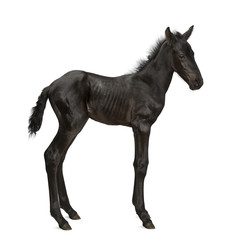 Foal, 1 week old, standing against white background