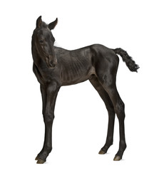 Foal, 1 week old, standing against white background