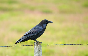 Raven bird