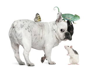 French bulldog with chameleon, rat and butterfly