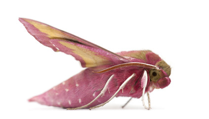 Elephant Hawk, moth, Deilephila elpenor