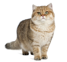 Fototapeta premium Golden shaded British shorthair, 7 months old