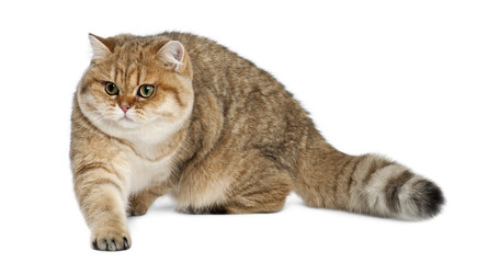 Obraz premium Golden shaded British shorthair, 7 months old