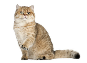 Golden shaded British shorthair, 7 months old