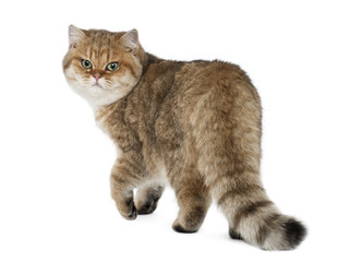 Golden shaded British shorthair, 7 months old