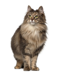 Norwegian Forest Cat, 1 and a half years old