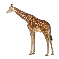 Papier Peint photo Girafe Somali Giraffe, commonly known as Reticulated Giraffe