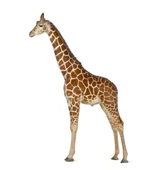 Foto auf Acrylglas Antireflex Somalische Giraffe, allgemein bekannt als Netzgiraffe © Eric Isselée