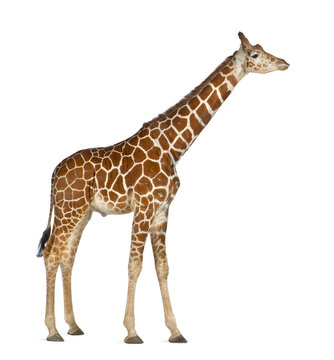 Somali Giraffe, commonly known as Reticulated Giraffe