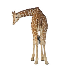 Obraz premium Somali Giraffe, commonly known as Reticulated Giraffe