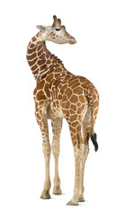 Somalische Giraffe, allgemein bekannt als Netzgiraffe